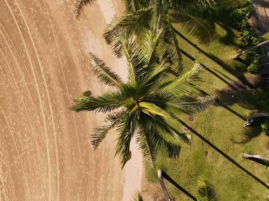 Exotische stranden in herfstige palmkunst.