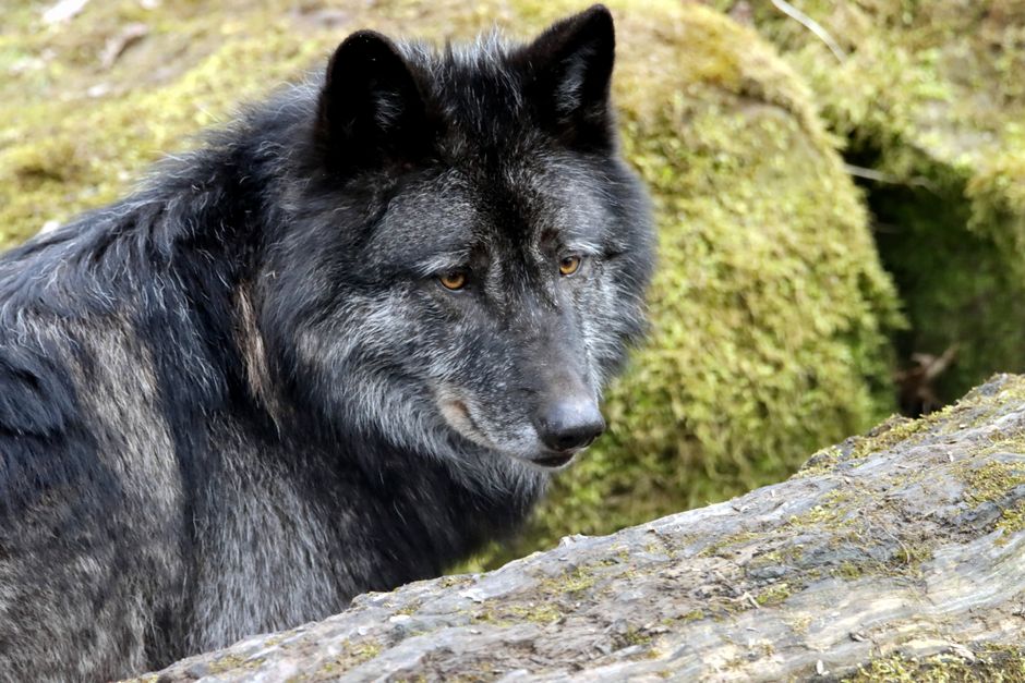 Een mysterieus wolfschilderij in schemerig boslandschap. Een mysterieus wolfschilderij in schemerig boslandschap.
